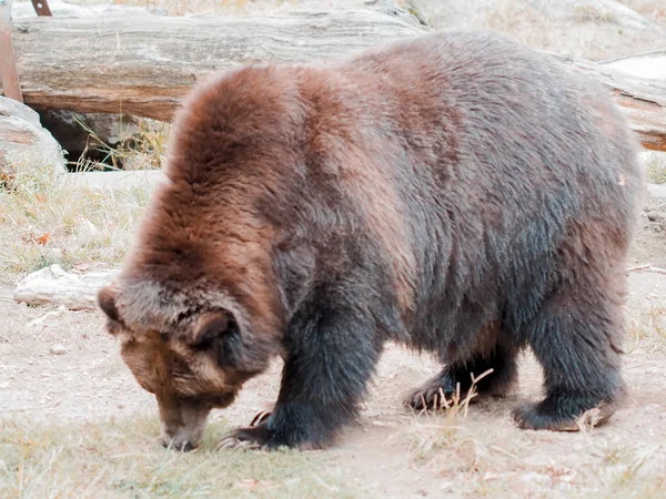 Brunbjörn i djurpark, björnar som går genom den inhägnade marken i djurparken. Bronx Zoo Fånga bilden av björn med öppen mun. Vilda. — Stockfoto