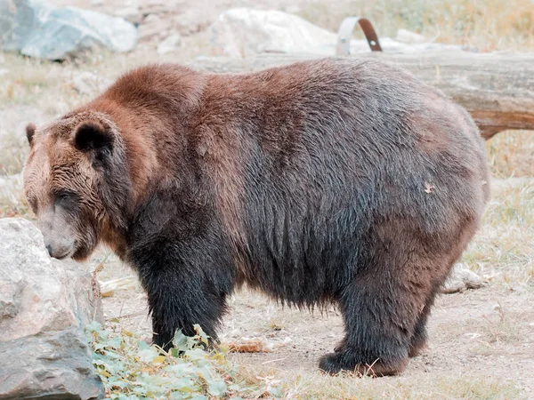 Καφέ αρκούδα σε ζωολογικό κήπο, αρκούδες περπατούν μέσα από το κλειστό έδαφος του ζωολογικού κήπου. Ζωολογικός κήπος του Μπρονξ Αιχμηρή εικόνα αρκούδας με ανοιχτό στόμα. Άγρια. — Φωτογραφία Αρχείου