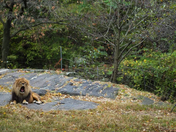 Retrato de un león en el zoológico del Bronx, bostezando. Leon encerrado en un zoológico bien cuidado. Leones de África. Vida animal Salvaje . — Foto de Stock