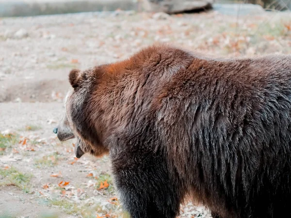 動物園で茶色のクマは、動物園の囲まれた地面を歩くクマ。ブロンクス動物園開いた口でクマの画像を撮影しました。野生. — ストック写真