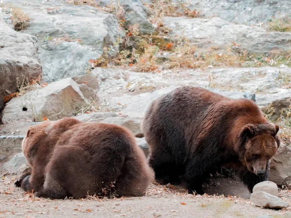 Urso marrom em um zoológico, ursos andando pelo solo fechado do zoológico. Zoológico de Bronx Imagem capturada de urso com boca aberta. Selvagem . — Fotografia de Stock