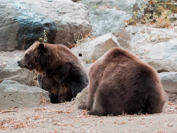Urso marrom em um zoológico, ursos andando pelo solo fechado do zoológico. Zoológico de Bronx Imagem capturada de urso com boca aberta. Selvagem . — Fotografia de Stock