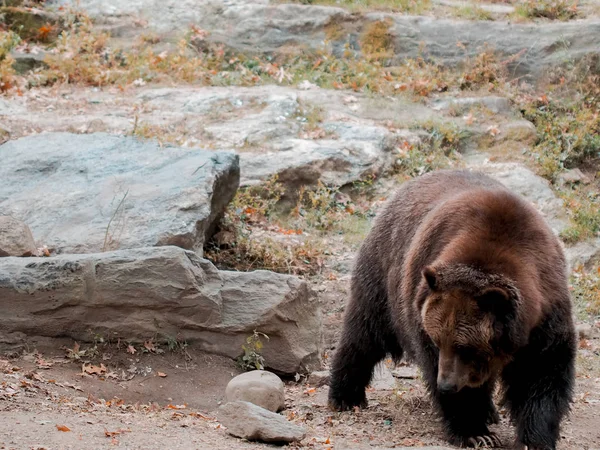 Brunbjörn i djurpark, björnar som går genom den inhägnade marken i djurparken. Bronx Zoo Fånga bilden av björn med öppen mun. Vilda. — Stockfoto