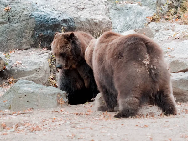 Ursos castanhos num jardim zoológico, dois ursos a lutar entre si. Imagem capturada de urso com boca aberta. Selvagem . — Fotografia de Stock