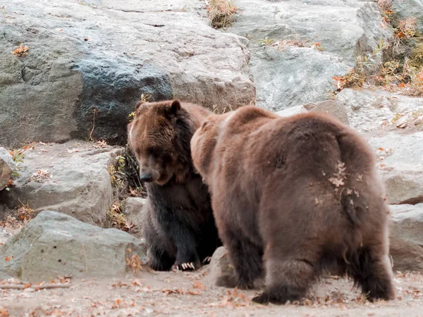 Ursos castanhos num jardim zoológico, dois ursos a lutar entre si. Imagem capturada de urso com boca aberta. Selvagem . — Fotografia de Stock