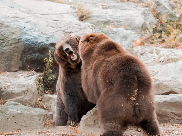 ブラウンは動物園で熊を飼い、 2頭の熊がお互いに戦っています。口を開けたまま熊の姿を捉えた。野生. — ストック写真