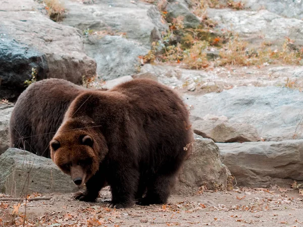 Urso marrom em um zoológico, ursos andando pelo solo fechado do zoológico. Zoológico de Bronx Imagem capturada de urso com boca aberta. Selvagem . — Fotografia de Stock