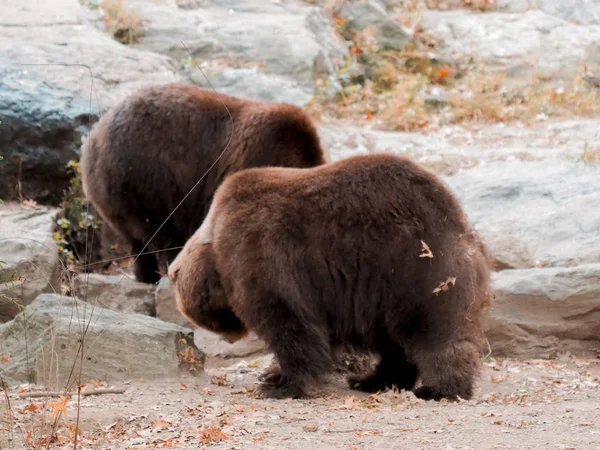 Urso marrom em um zoológico, ursos andando pelo solo fechado do zoológico. Zoológico de Bronx Imagem capturada de urso com boca aberta. Selvagem . — Fotografia de Stock