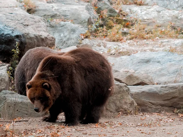 Urso marrom em um zoológico, ursos andando pelo solo fechado do zoológico. Zoológico de Bronx Imagem capturada de urso com boca aberta. Selvagem . — Fotografia de Stock