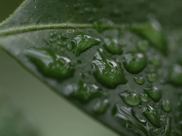 Простий лист, мокрий дощем . — стокове фото