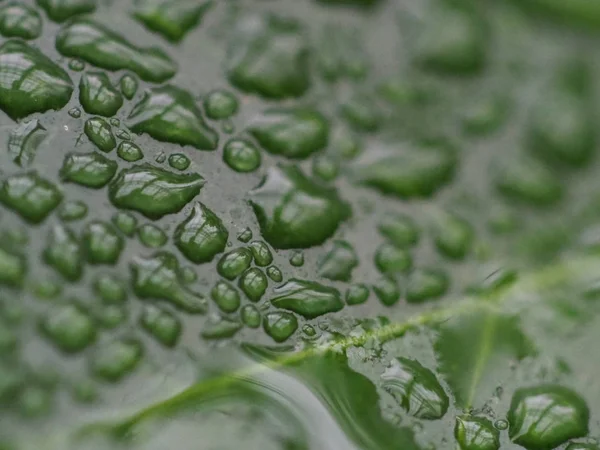 Uma folha simples molhada com chuva . — Fotografia de Stock