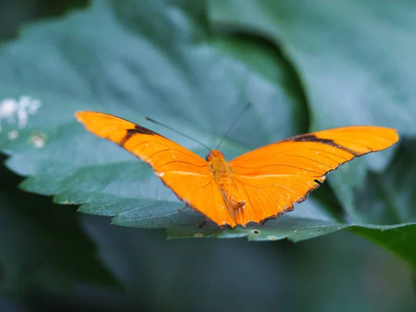 Close up butterflies flying inside a butterfly garden, butterfly in natural habitat. In tree leaves. Nice wetland insect. Butterfly in the green forest. Natural life.