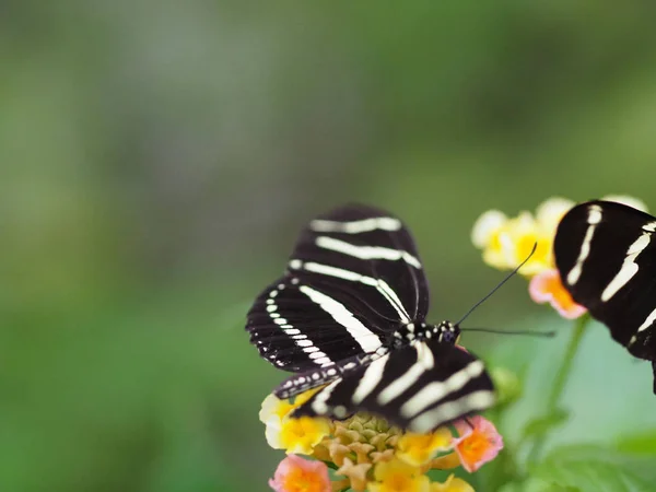 Primer plano mariposas volando dentro de un jardín de mariposas, mariposa en hábitat natural. En hojas de árboles. Bonito insecto de humedales. Mariposa en el bosque verde. Vida natural . — Foto de Stock