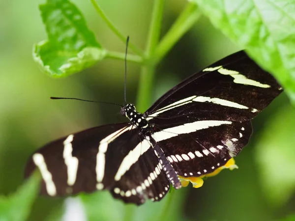 Feche borboletas voando dentro de um jardim de borboletas, borboleta em habitat natural. Em folhas de árvore. Belo insecto das zonas húmidas. Borboleta na floresta verde. Vida natural . — Fotografia de Stock