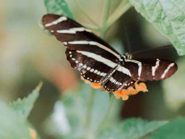 Close up butterflies flying inside a butterfly garden, butterfly in natural habitat. In tree leaves. Nice wetland insect. Butterfly in the green forest. Natural life.