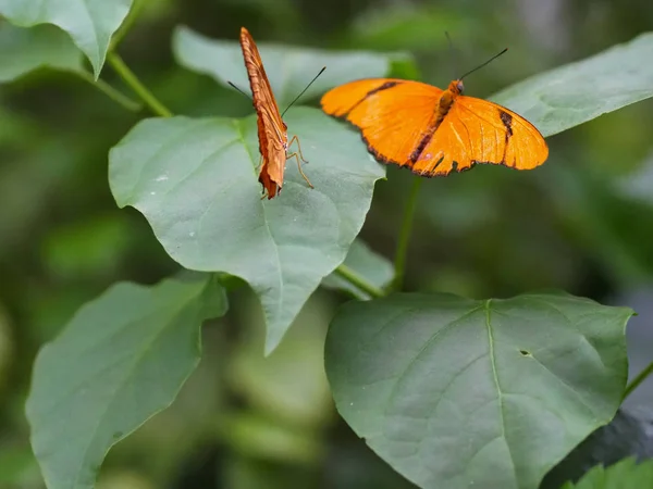 Close up butterflies flying inside a butterfly garden, butterfly in natural habitat. In tree leaves. Nice wetland insect. Butterfly in the green forest. Natural life.