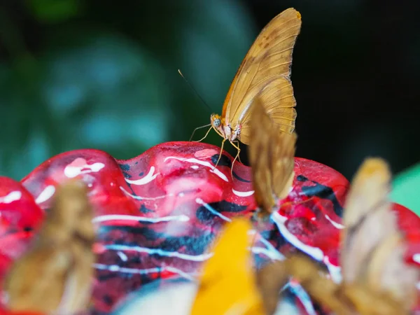 Close up butterflies flying inside a butterfly garden, butterfly in natural habitat. In tree leaves. Nice wetland insect. Butterfly in the green forest. Natural life.