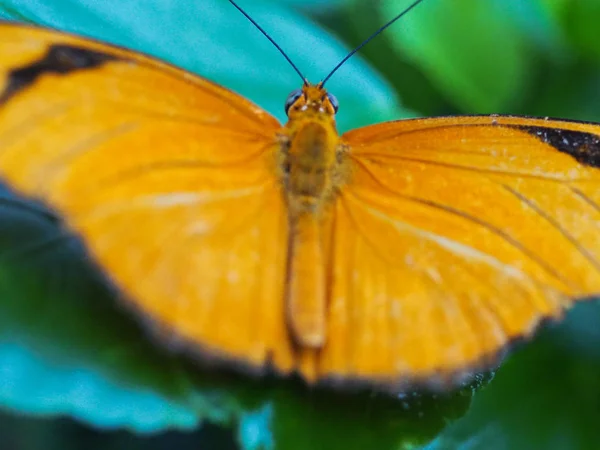 Primer plano mariposas volando dentro de un jardín de mariposas, mariposa en hábitat natural. En hojas de árboles. Bonito insecto de humedales. Mariposa en el bosque verde. Vida natural . — Foto de Stock