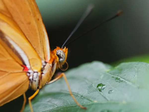 Close up butterflies flying inside a butterfly garden, butterfly in natural habitat. In tree leaves. Nice wetland insect. Butterfly in the green forest. Natural life.