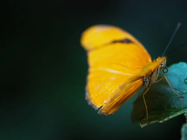 Primer plano mariposas volando dentro de un jardín de mariposas, mariposa en hábitat natural. En hojas de árboles. Bonito insecto de humedales. Mariposa en el bosque verde. Vida natural . — Foto de Stock