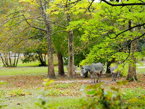 Ζέβρα πουλάρι σε θάμνο αφρικανικού δέντρου. Εθνικό πάρκο, ζωολογικός κήπος Μπρονξ. Αληθινή φωτογραφία άγριας ζωής. Φύση, άγρια ζωή. Φωτογραφία Αρχείου