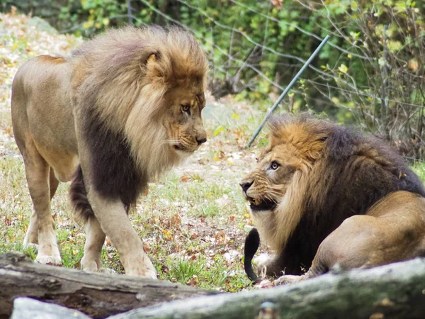 Porträtt av ett lejon i Bronx zoo, observerar sin livsmiljö. Leon låste in ett välskött zoo. Lejon från Afrika. Djurliv. Royaltyfria Stockfoton