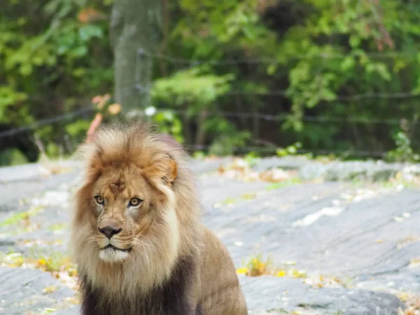 Porträtt av ett lejon i Bronx zoo, observerar sin livsmiljö. Leon låste in ett välskött zoo. Lejon från Afrika. Djurliv. Stockbild