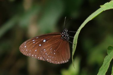 İzinde Çizgili Mavi Karga kelebeği closeup görüntü