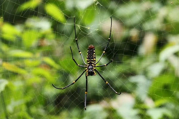 Bir Muz Örümcek Kendi Web Üzerinde Tırmanma — Stok fotoğraf