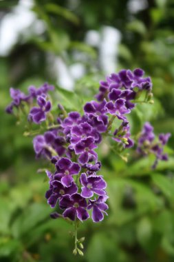 Yeşil bahçe arka plan ile güzel mor Golden Dewdrop Grubu