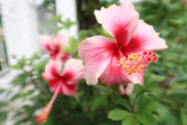 Close-up image of stamen of pink Hibiscus flower with pink Hibiscus flowers as background