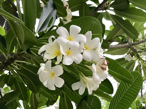 Weiße Frangipani blumig auf Baum. — Stockfoto