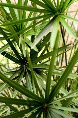 Ton renginde yeşil papirüs Çalı.