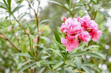 Yeşil yaprakları ile pembe renk oleander çiçekler ilerle. 