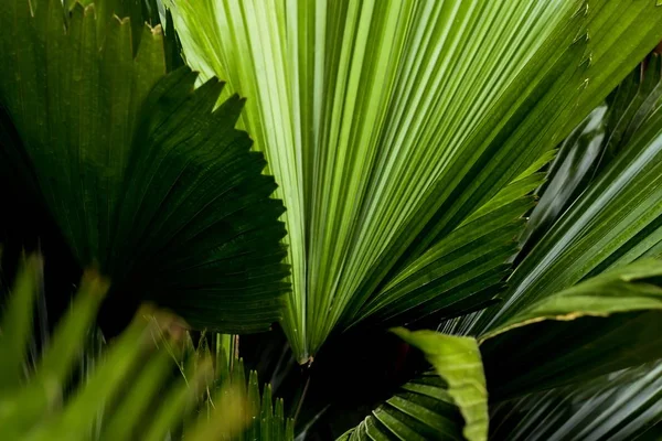 Yeşil Palmiye Koyu Ton Renginde Yaprakları — Stok fotoğraf