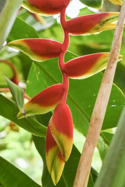 Ağaçlarda Yeşil Yaprakları Ile Kırmızı Heliconia Çiçek — Stok fotoğraf