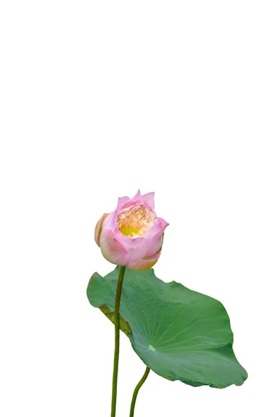 Fleur Lotus Rose Avec Isolat Feuilles Vertes Sur Fond Blanc — Photo