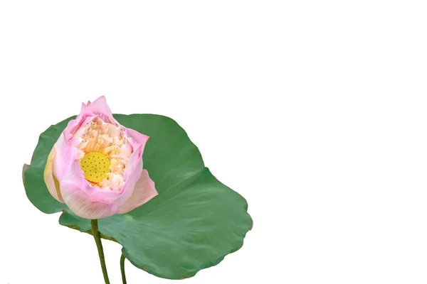 Růžová Lotosová Květina Zeleným Listovým Izolovaným Bílém Pozadí — Stock fotografie