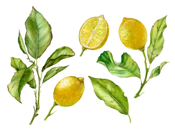 Акварель Ботанічна ілюстрація листя лимонних плодових дерев — стокове фото