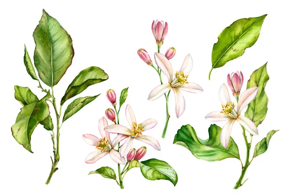 Akvarell botanikai illusztráció citrus fa ág fehér virágok — Stock Fotó