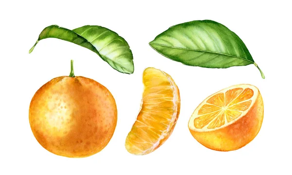 Watercolor Botanical illustration orange fruits with leaves — Stock Photo, Image