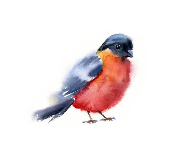 Aquarell sitzend Gimpel hell rot und schwarz Vogel saisonal Winter bunt Hand gemalt Winter Illustration kleine Kreatur isoliert auf weißem Hintergrund Design-Elemente — Stockfoto