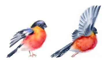Suluboya iki uçan bülbüller parlak kırmızı ve siyah kuşlar hareket kış renkli el boyalı illüstrasyon kartları animasyon için beyaz arka plan koleksiyonu tasarım öğeleri izole ayarlayın