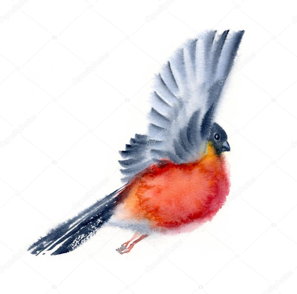 Watercolor flying bullfinch bright red and black colors bird in motion winter seasonal hand painted illustration small creature isolated on white background design card commercial