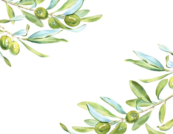 Ρεαλιστική βοτανική υδατογραφική πράσινη ελιές δέντρο οριζόντιο πλαίσιο φύλλα κλαδί: Λεπτομερής εμπορική εικόνα απομονωμένη εικόνες κλιπ σε λευκό ζωγραφισμένα στο χέρι, φρέσκα ώριμα κεράσια για τη σχεδίαση ετικετών κειμένου — Φωτογραφία Αρχείου