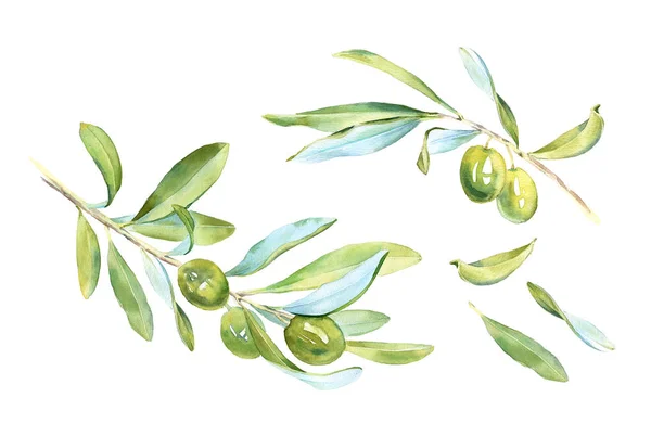 Realistic botanical watercolor green olives tree set branch leaves: detailed commercial illustration isolated clipart on white hand painted, fresh ripe cherries collection for label design — Stock Photo, Image