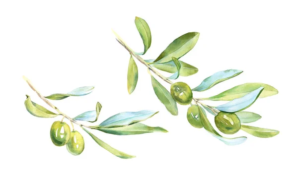 Suluboya yeşil zeytin ağacıyla gerçekçi botanik set şube beyaz bitki boyalı, etiket tasarım yeni olgun yaprak toplama — Stok fotoğraf
