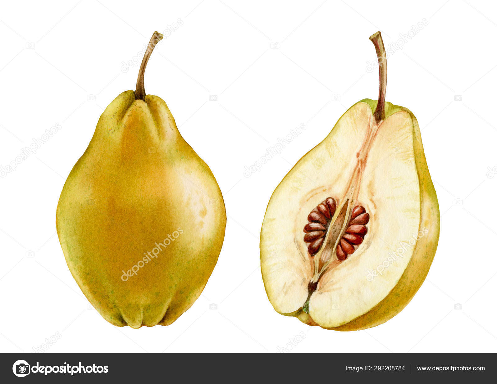 Download Realistic Botanical Watercolor Illustration Quince Fruit Whole And Half Slice Commercial Juicy Isolated Clipart Hand Drawn Fresh Tropical Food Exotic Orange Yellow Color For Food Label Design Stock Photo Image By C