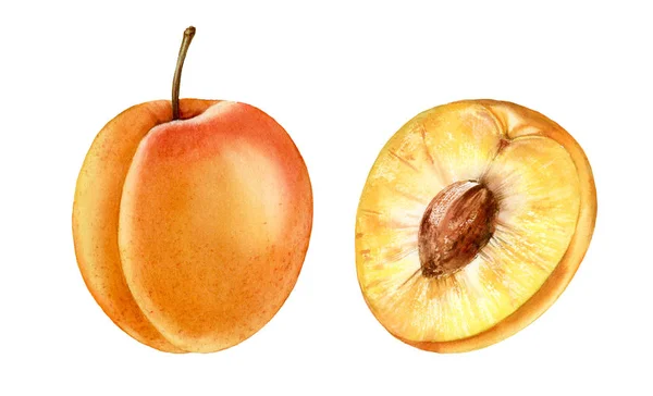 Ρεαλιστική βοτανική υδατογραφική απεικόνιση φρούτων βερίκοκου: ολόκληρη και μισή φέτα εμπορικό ζουμερό απομονωμένη κλιπ χεριού που τράβηξε, φρέσκο τροπικό φαγητό εξωτικό πορτοκαλί κίτρινο χρώμα για το σχεδιασμό της ετικέτας τροφίμων — Φωτογραφία Αρχείου