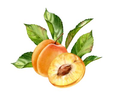 Gerçekçi botanik suluboya illüstrasyon kayısı meyve kompozisyon bırakır: bütün ve yarım dilim olgun sulu izole clipart el çizilmiş, taze egzotik gıda gıda etiket tasarımı için altın sarı yeşil